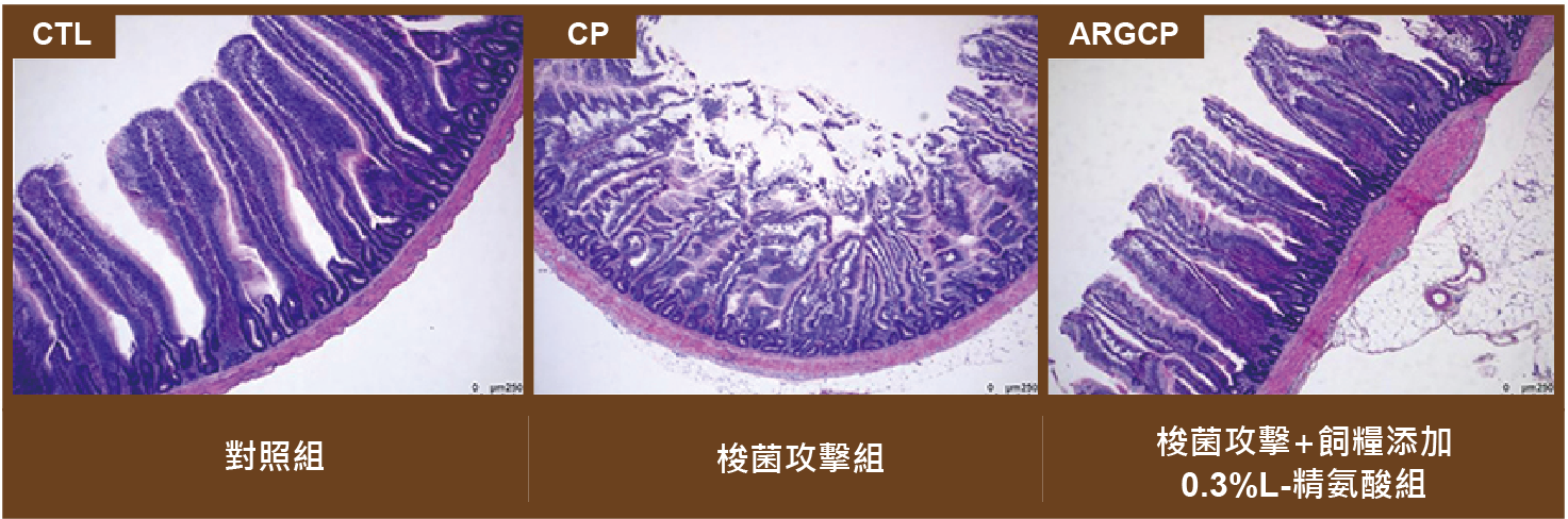 家禽 受梭菌感染之腸道