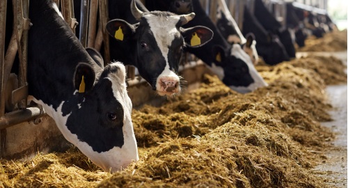 乳房炎對乳牛繁殖及產乳的影響