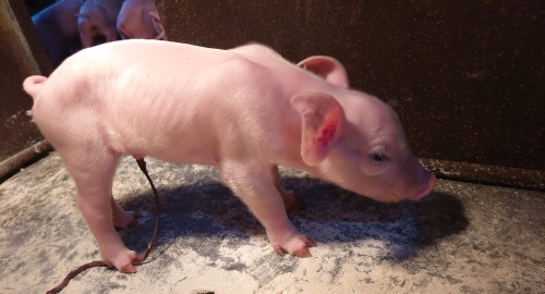 An animal health brand co-founded by a group of veterinarians and animal nutritionists