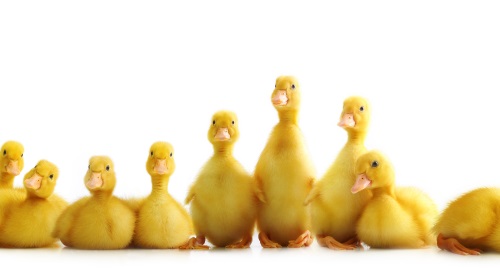 An animal health brand co-founded by a group of veterinarians and animal nutritionists