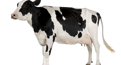 An animal health brand co-founded by a group of veterinarians and animal nutritionists