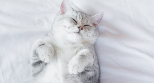 An animal health brand co-founded by a group of veterinarians and animal nutritionists